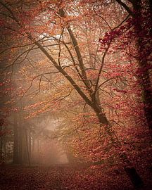 Arbre en pente au-dessus du chemin forestier