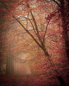 Arbre en pente au-dessus du chemin forestier