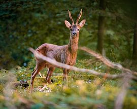 Reebok von Hans Huys