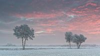 Trees with frost in the sunset by Sigrid Westerbaan thumbnail