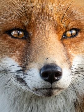 Close-up van een vos van Kayleigh Heppener