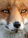 Close-up van een vos van Kayleigh Heppener thumbnail