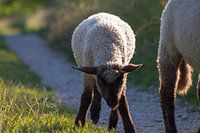 Young sheep