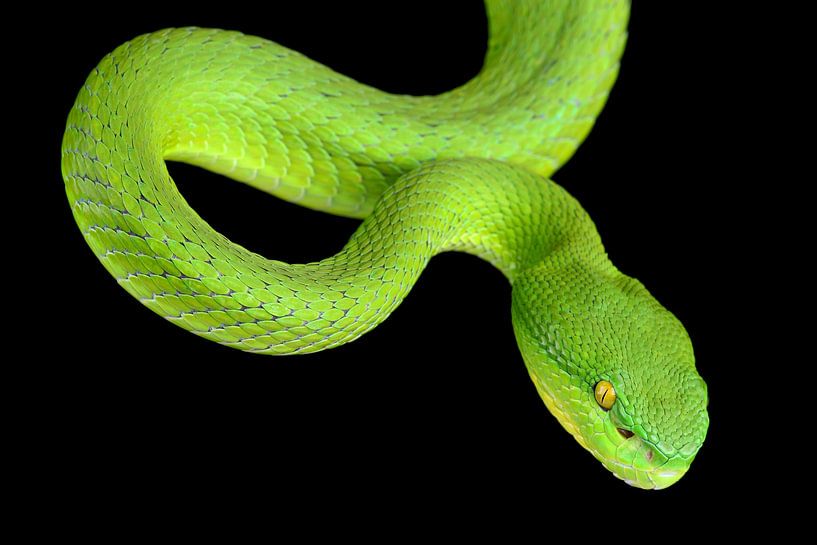 Feuille de bambou à lèvres blanches (Trimeresurus albolabris) par Ronald Pol