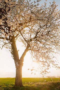 Lente zon van Steffen Gierok