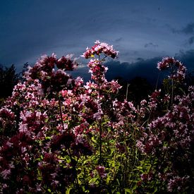 Lila Blume gegen Sonnenuntergang von Marcel Admiraal