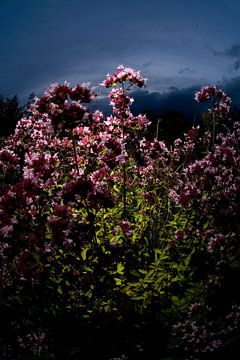 Paarse bloem tegen zonsondergang van Marcel Admiraal