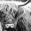 Portrait of a Scottish Highland cattle in a nature reserve by Sjoerd van der Wal