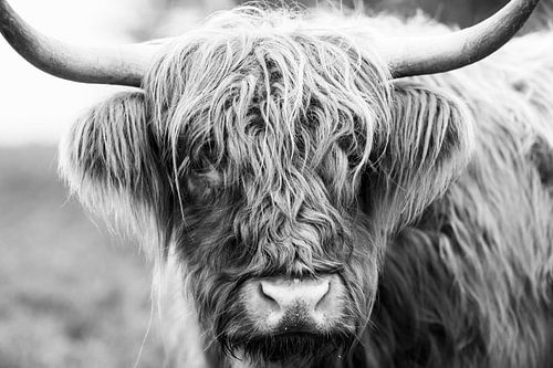 Portret van een Schotse Hooglander in zwart wit van Sjoerd van der Wal Fotografie