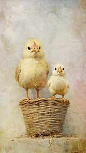 Where have the eggs gone?