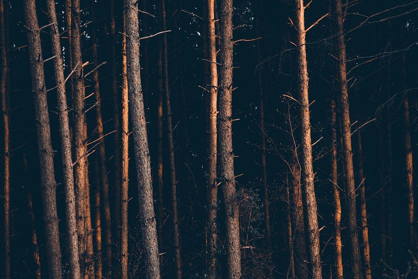 Evening sun meets dark forest by Oliver Henze