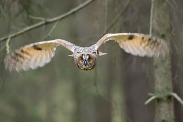 -Owl ( Bubo bengalensis ), owl in flight, frontal shot, bright orange eyes. by wunderbare Erde