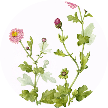 Chrysant, Chrysanthemum morifolium, aquarel van Ria Trompert- Nauta