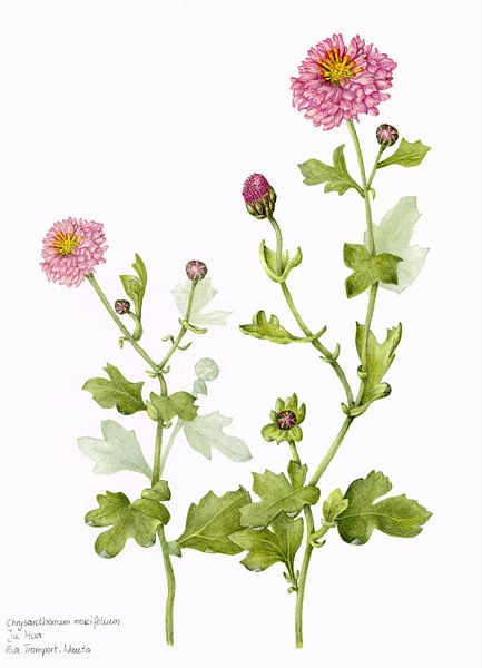 Chrysant, Chrysanthemum morifolium, aquarel van Ria Trompert- Nauta