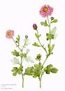 Chrysant, Chrysanthemum morifolium, aquarel van Ria Trompert- Nauta thumbnail