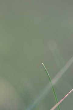 Gras by Robert Wiggers