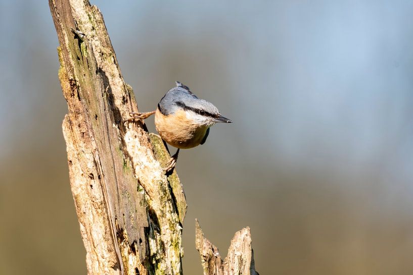 Boomklever van Merijn Loch