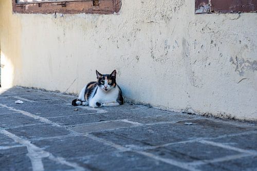 Petits dieux aux pattes silencieuses
