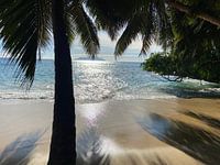 Palm tree on the tropical beach