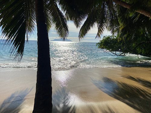 Palme am tropischen Strand