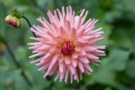 Dahlia by BTT Fotografie Richard Schretzmeijer