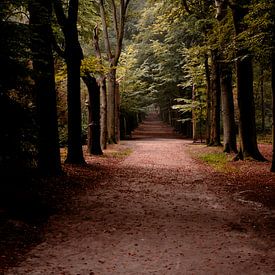 Waldallee mit Bäumen, vertikale Fotoaufnahme von ChrisWillemsen