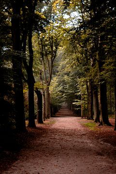 boslaan met bomen verticale foto-opname