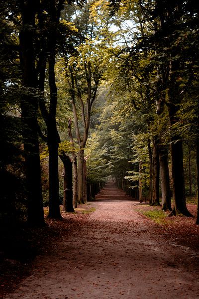 avenue forestière avec des arbres photo verticale par ChrisWillemsen