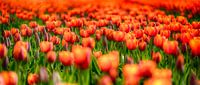 Orange Love