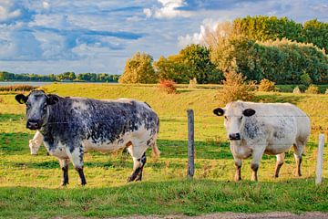 Hollandse koeien op het weiland. van Cuci