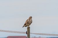 buizerd