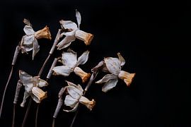 dried daffodils on black by Karel Ham