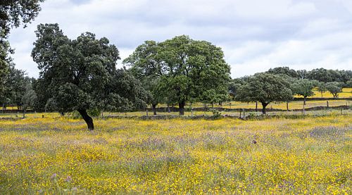 Panorama van een geel bloemen landschap
