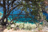Coastal tree