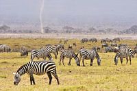 Grazende zebra's in Amboseli National Park (Kenia) 