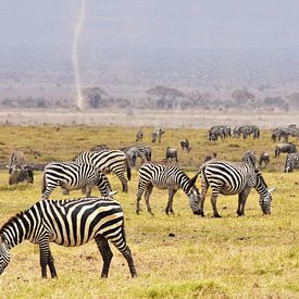 Weidende Zebras im Amboseli Nationalpark (Kenia) von Esther van der Linden