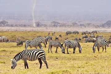 Zèbres de pâturage dans le parc national d'Amboseli (Kenya) sur Esther van der Linden