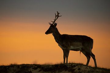 Fallow deer during sunset by Andius Teijgeler