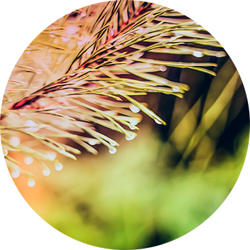 Een twijg van een spar, vol met waterdruppels, abstract uitgevoerd met roze en groene kleuren.