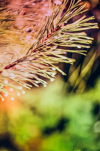 Een twijg van een spar, vol met waterdruppels, abstract uitgevoerd met roze en groene kleuren.