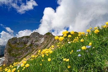 Bloeiende trollenbloemen in de Alpen van Andreas Föll