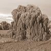Un saule pleureur dans un silence intemporel, en sépia sur Jose Lok