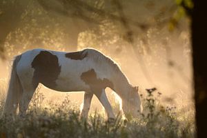 cheval au pâturage sur miranda  Leenheer