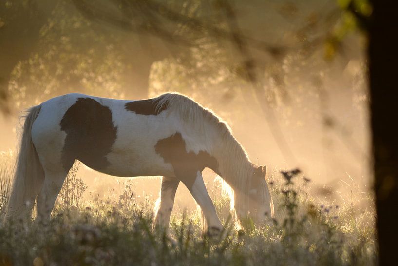 Pferd auf der Weide von miranda  Leenheer