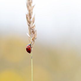 Marienkäfer an der Spitze von Desirée de Beer