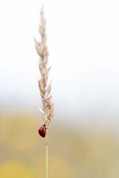 Ladybug to the top by Desirée de Beer