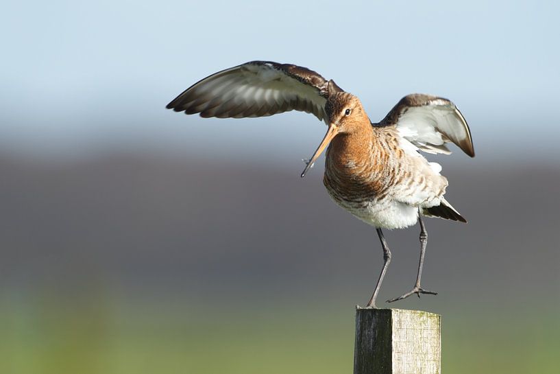 Black-tailed godwit on a pole balancing in the polder by Jeroen Stel