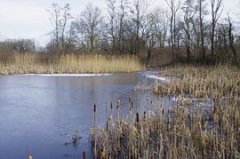 Wintergezicht by Ad Steenbergen