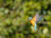 Kingfisher in shaking flight while fishing