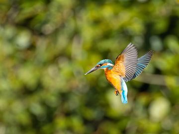 Kingfisher in trillende vlucht tijdens het vissen van Manuela Meyer